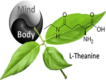 Does Green Tea Extract Contain L-Theanine?